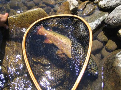 fly fishing trout colorado