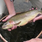 Fly fishing for trout in Colorado