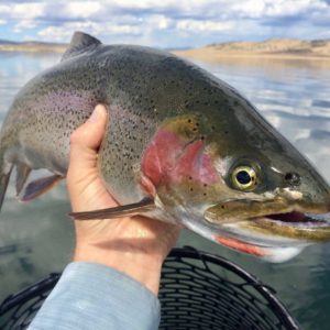 fly fishing colorado lakes