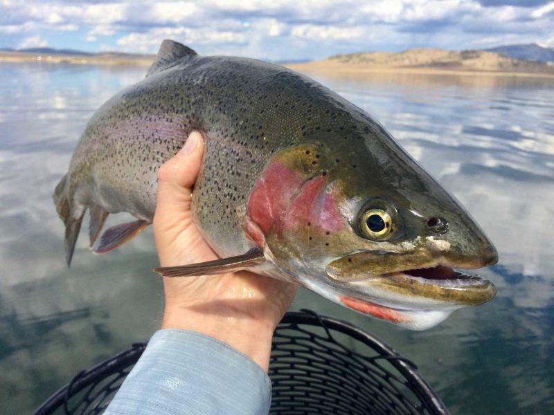 fly fishing colorado lakes